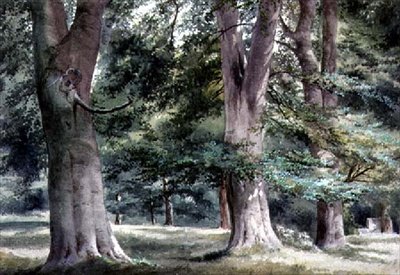 Studio di faggi da Thomas Collier